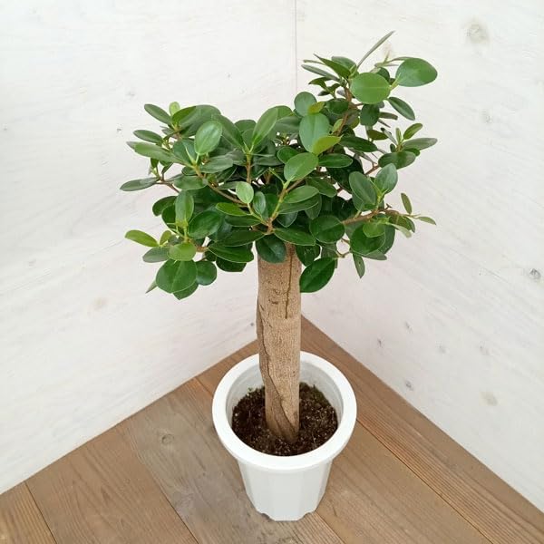 ガジュマル：パンダガジュマル 8号鉢植え**[インテリアグリーン 多幸の